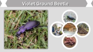 Violet Ground Beetle: Identification, Diet and Facts