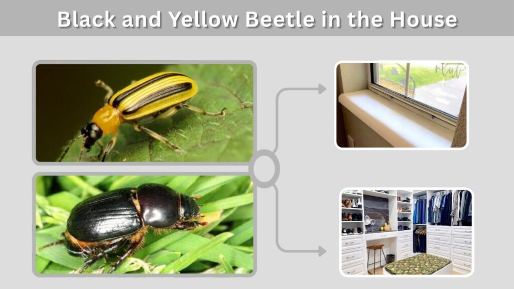 Black and Yellow Beetle in the House