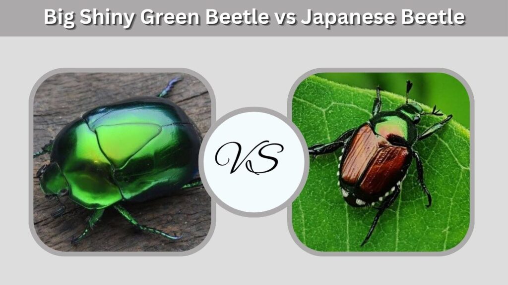 Big Shiny Green Beetle vs Japanese Beetle