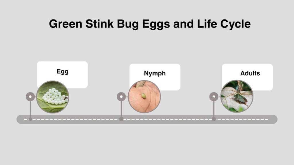 Green Stink Bug Eggs and Life Cycle