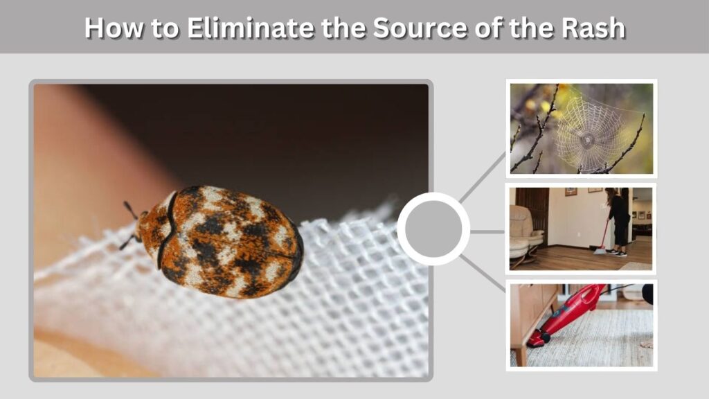 How to Eliminate the Source of the Rash