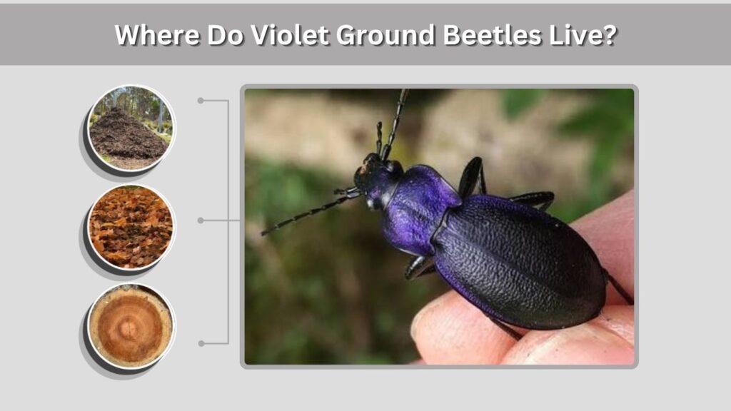 Where Do Violet Ground Beetles Live?