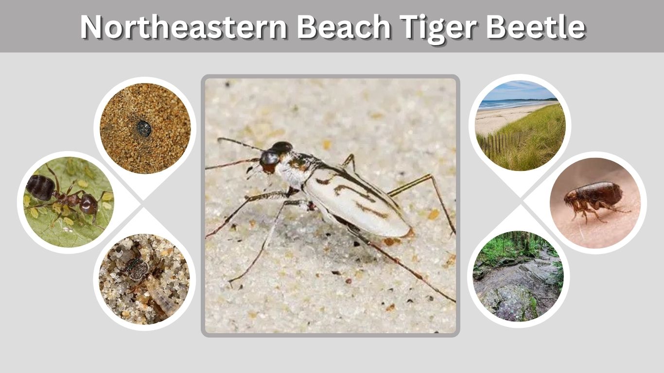 Northeastern Beach Tiger Beetle: Habitat, Life Cycle and Facts