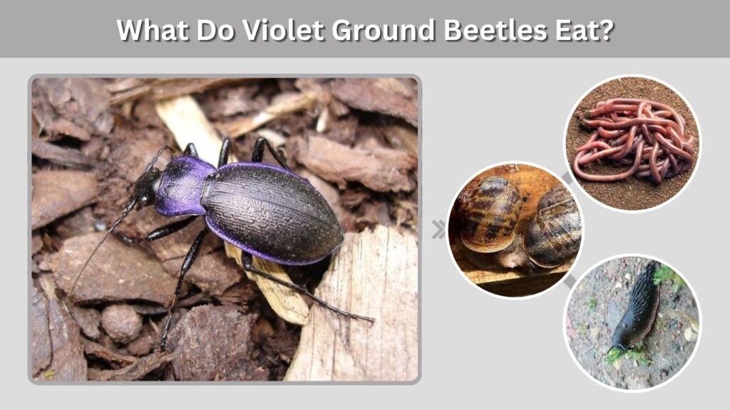 What Do Violet Ground Beetles Eat?