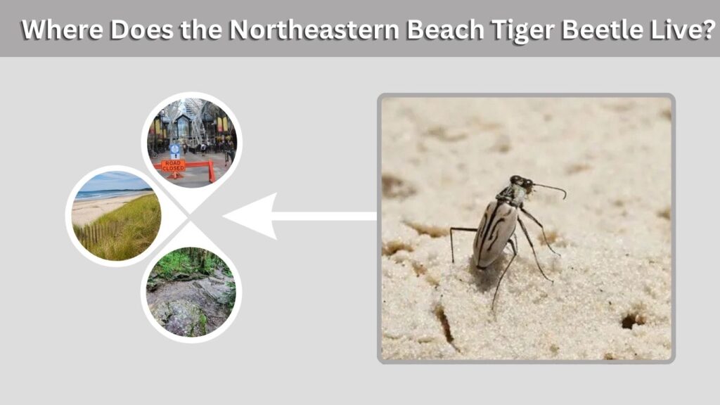 Where Does the Northeastern Beach Tiger Beetle Live?