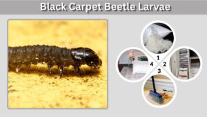 Black Carpet Beetle Larvae: Identification and Removal