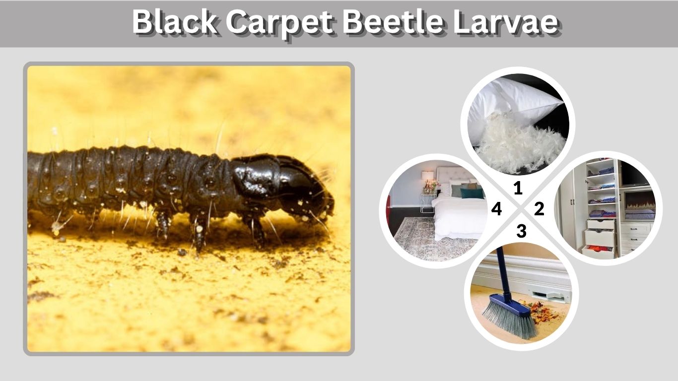 Black Carpet Beetle Larvae: Identification and Removal