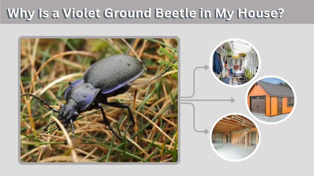 Why Is a Violet Ground Beetle in My House?