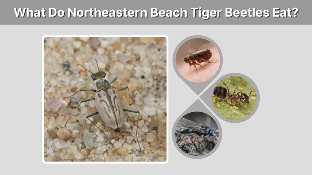 What Do Northeastern Beach Tiger Beetles Eat?