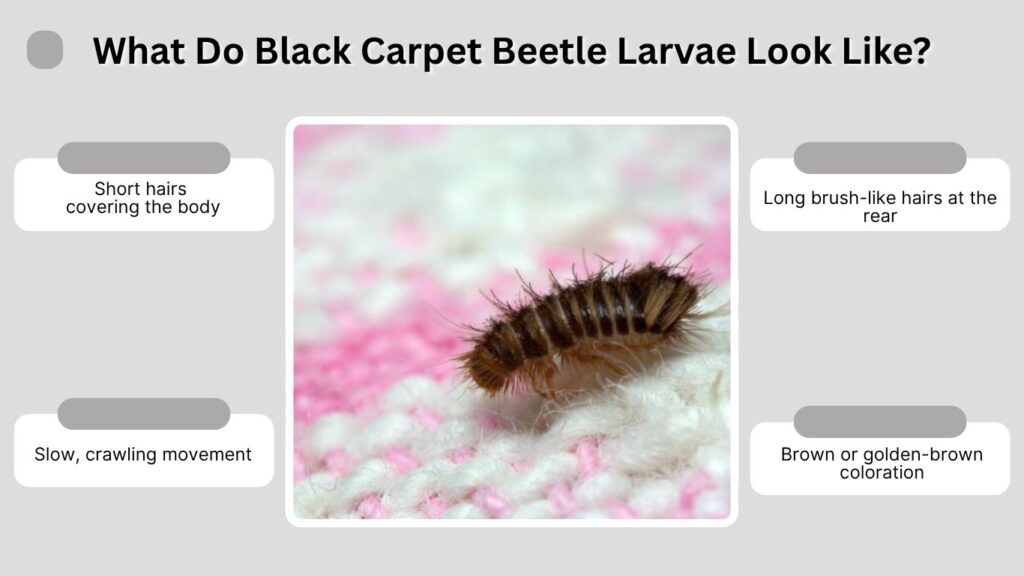 What Do Black Carpet Beetle Larvae Look Like?