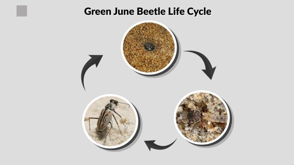 Life Cycle and Reproduction