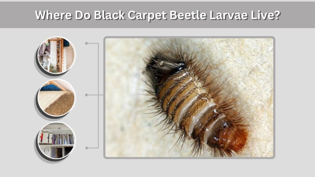 Where Do Black Carpet Beetle Larvae Live?