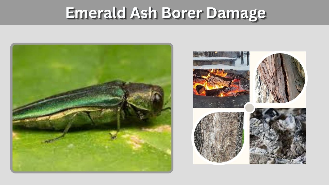 Emerald Ash Borer Damage: Signs, Symptoms and Treatment
