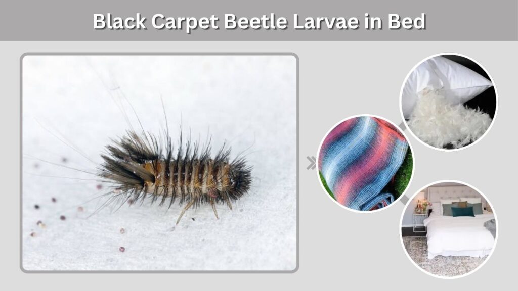 Black Carpet Beetle Larvae in Bed