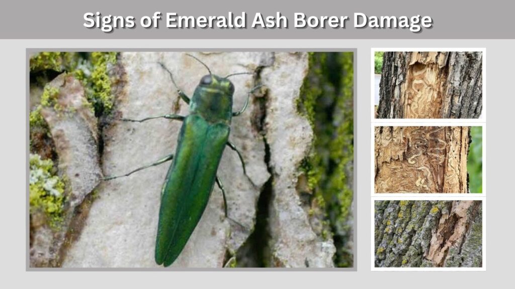 Signs of Emerald Ash Borer Damage