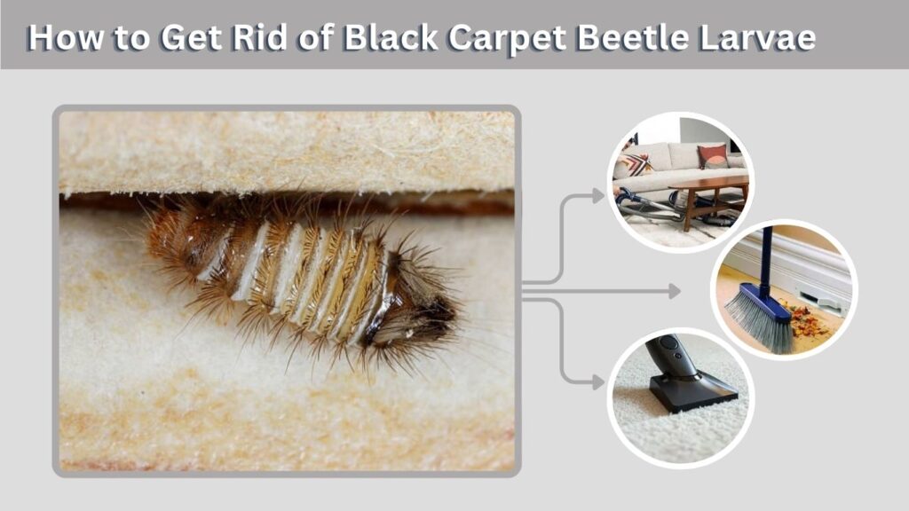 How to Get Rid of Black Carpet Beetle Larvae