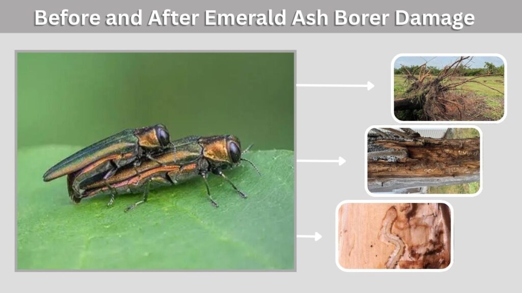 Before and After Emerald Ash Borer Damage