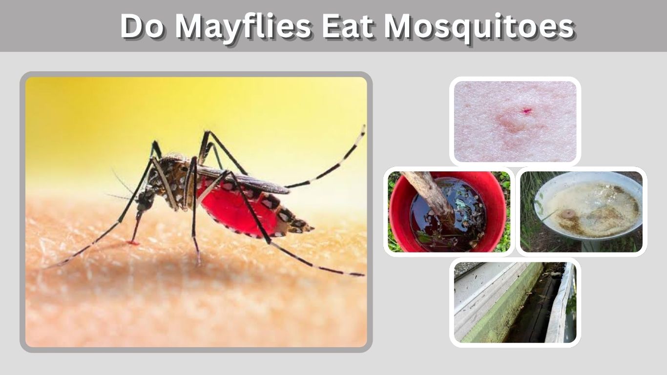 Do Mayflies Eat Mosquitoes? Facts and Myths
