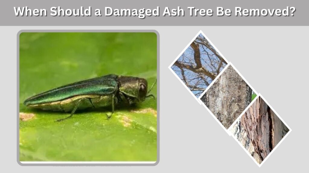 When Should a Damaged Ash Tree Be Removed?