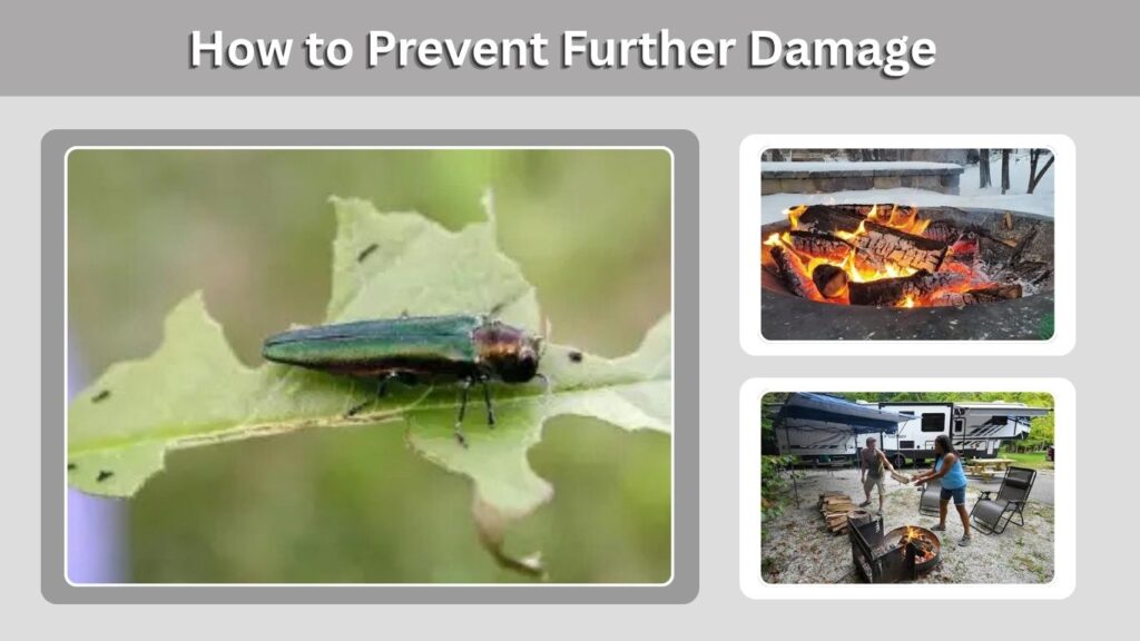 How to Prevent Further Damage