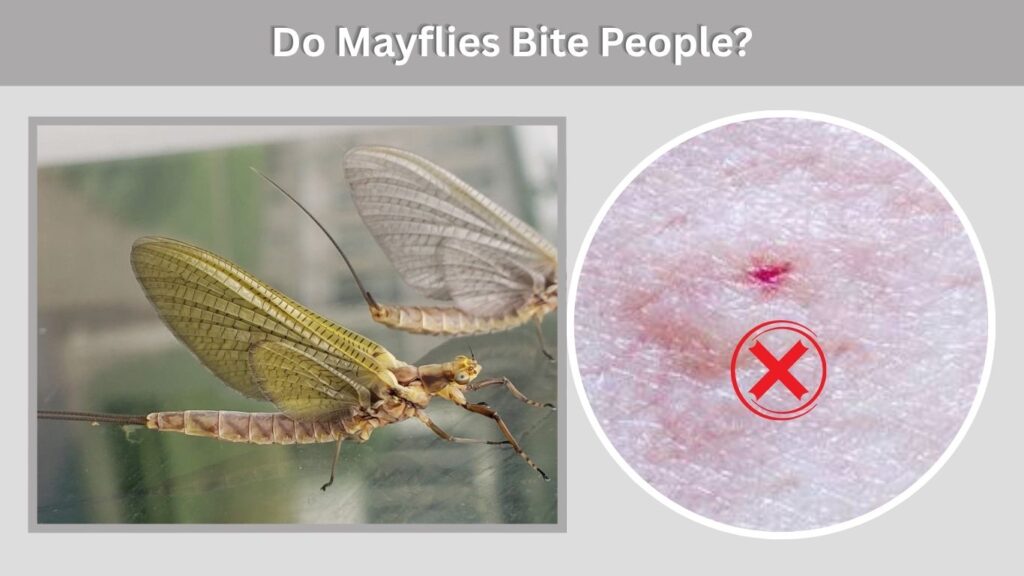 Do Mayflies Bite People?