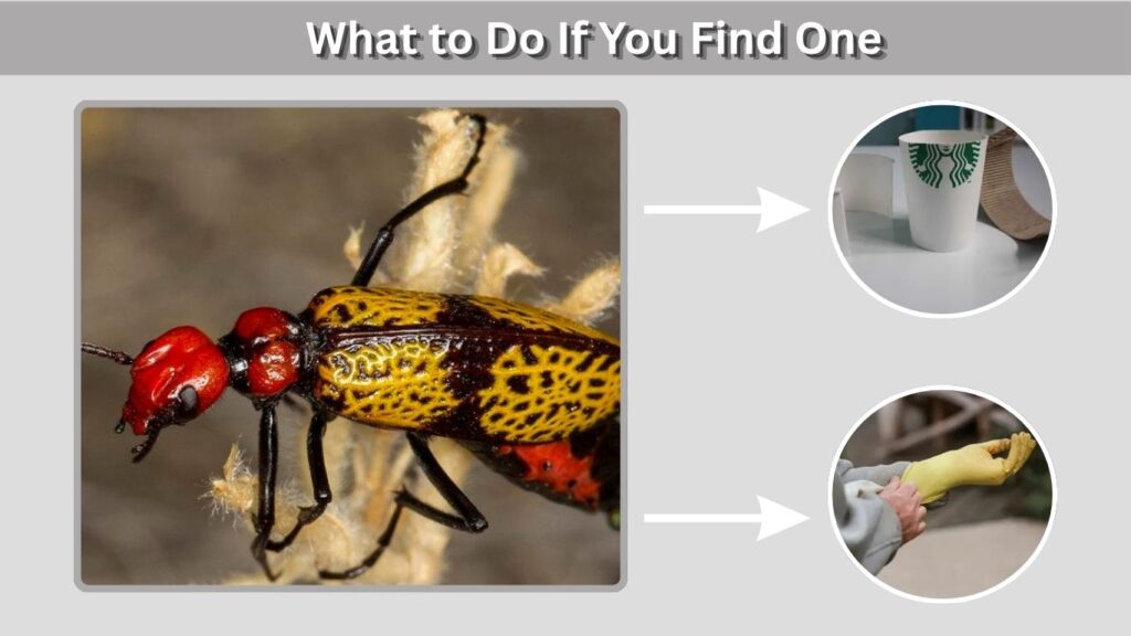 What to Do If You Find One