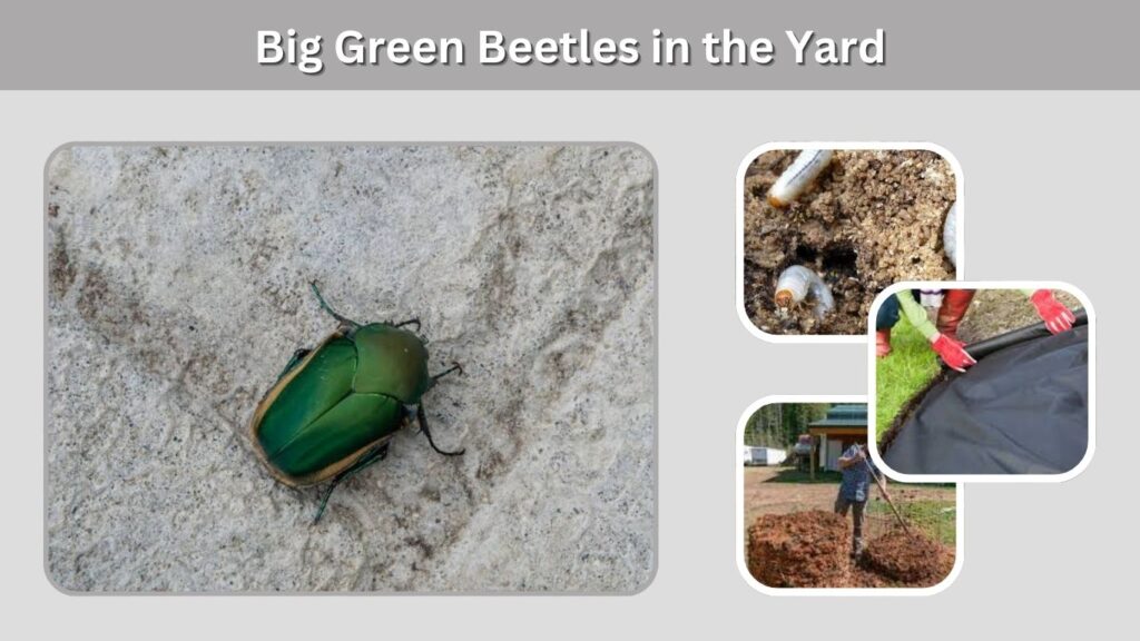 Big Green Beetles in the Yard