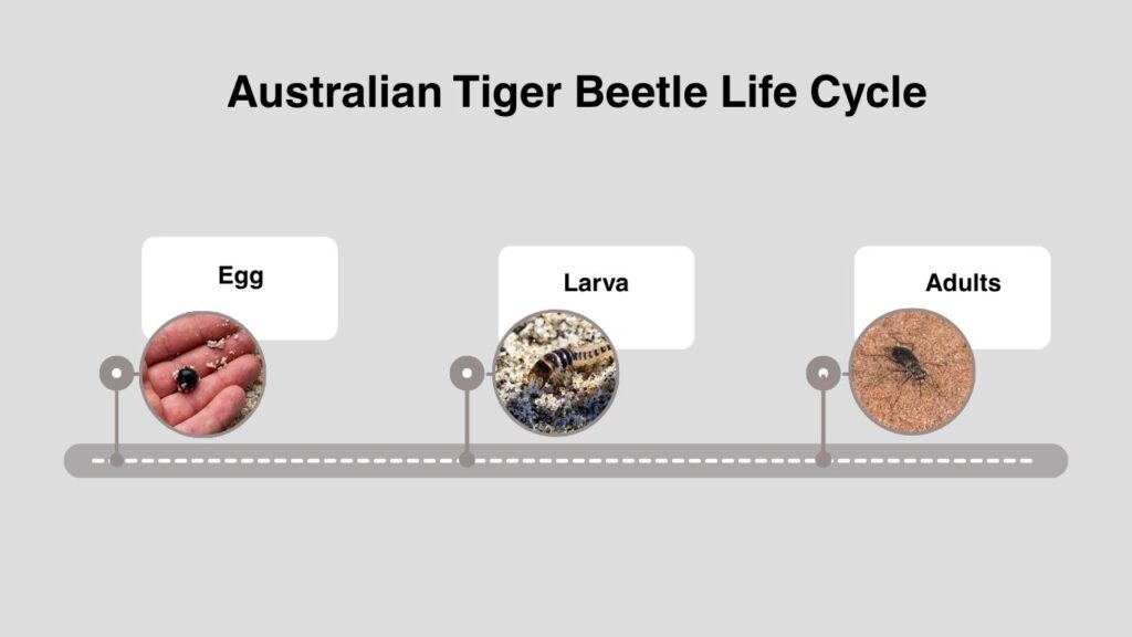 Australian Tiger Beetle Life Cycle