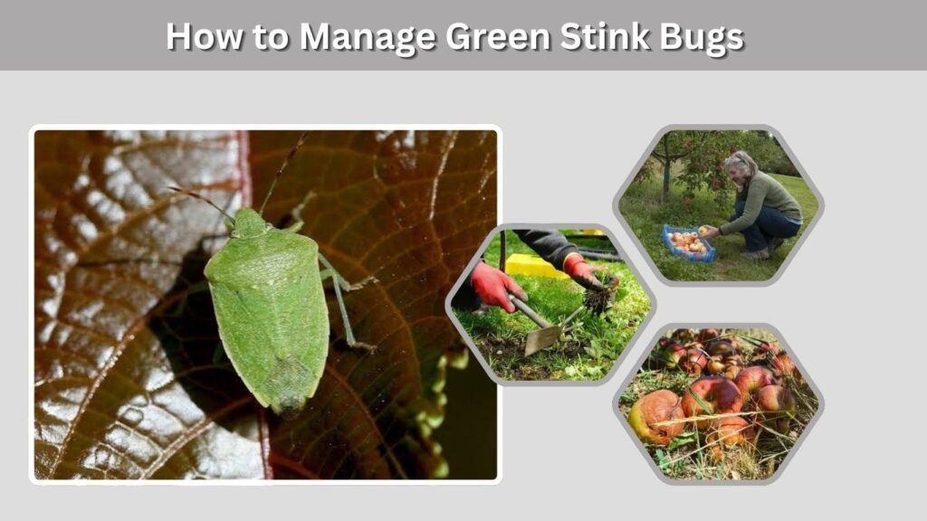 How to Manage Green Stink Bugs
