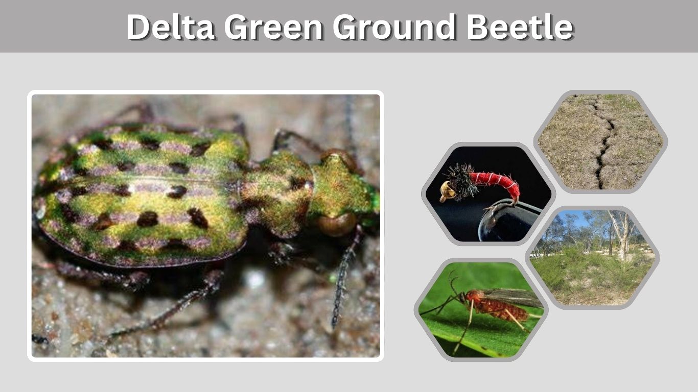 Delta Green Ground Beetle: Habitat, Diet, Facts & Status