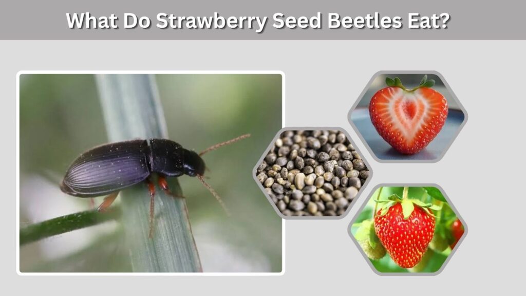 What Do Strawberry Seed Beetles Eat?