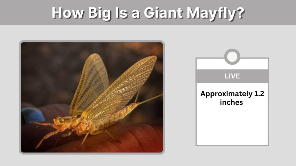 How Big Is a Giant Mayfly?