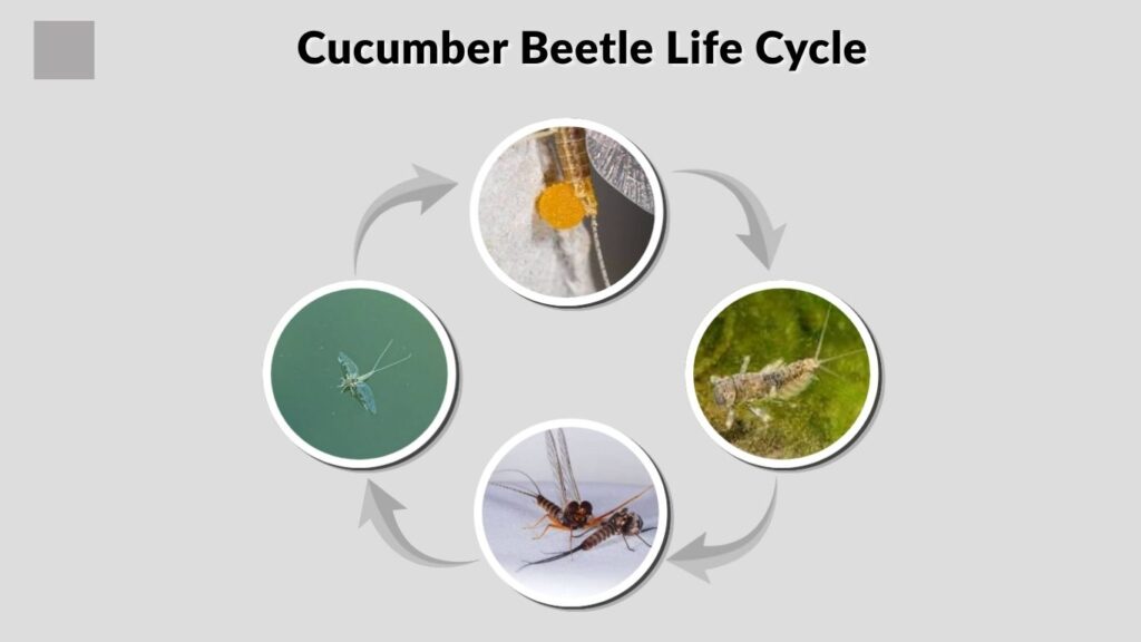 Giant Mayfly Life Cycle