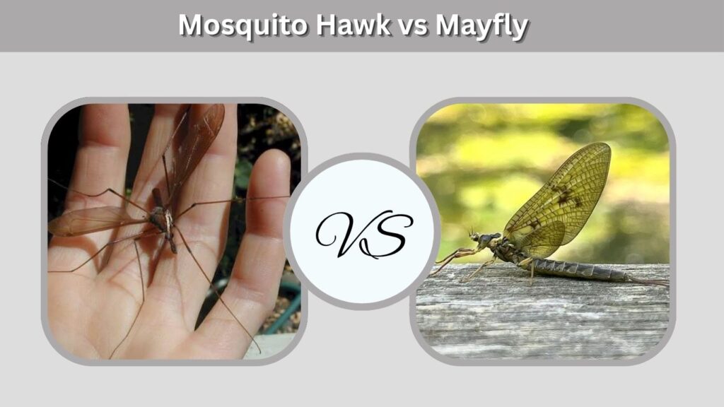 Mosquito Hawk vs Mayfly