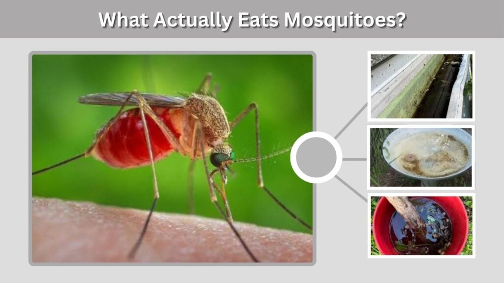 What Actually Eats Mosquitoes?