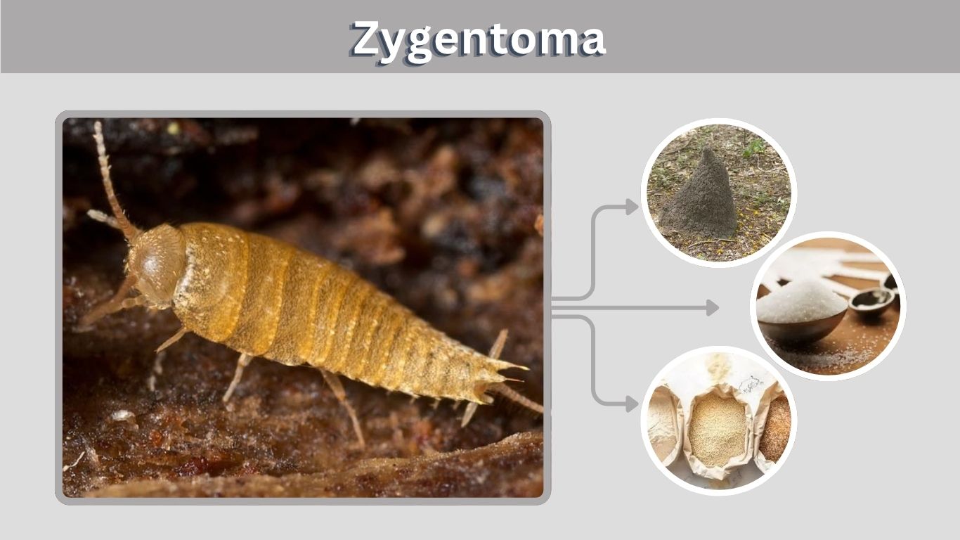 Zygentoma: Size, Color, Habitat, Diet and Facts