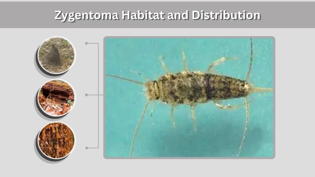 Zygentoma Habitat and Distribution