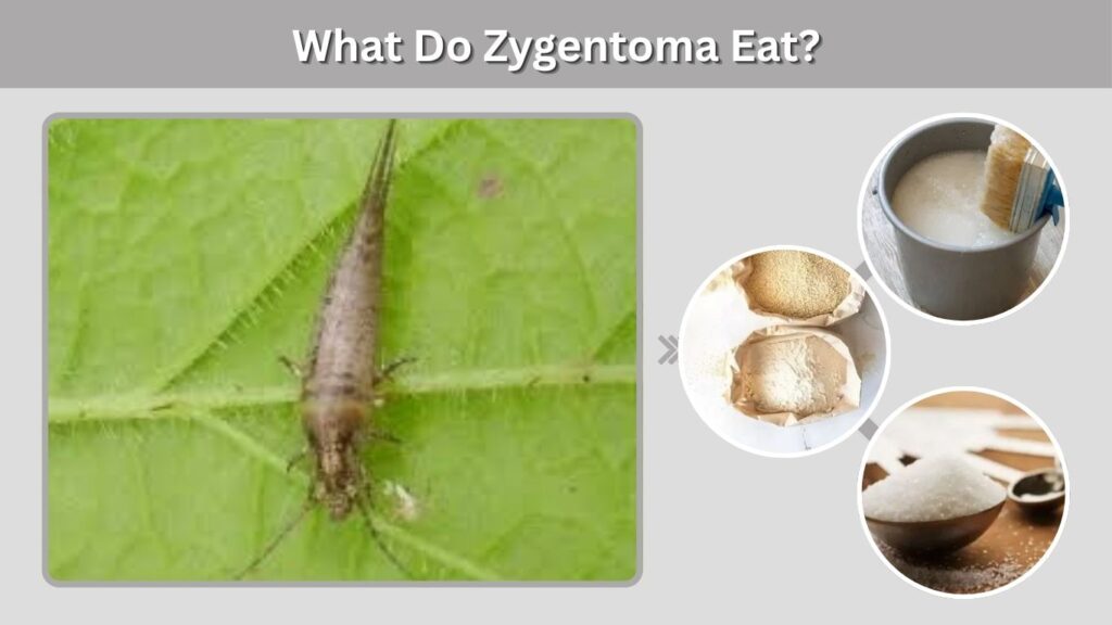 What Do Zygentoma Eat?