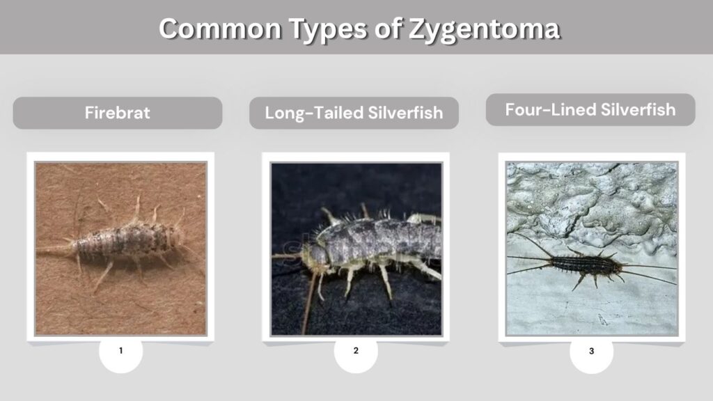 Common Types of Zygentoma