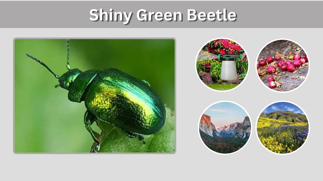 Shiny Green Beetle: Names, Identification and Garden Facts