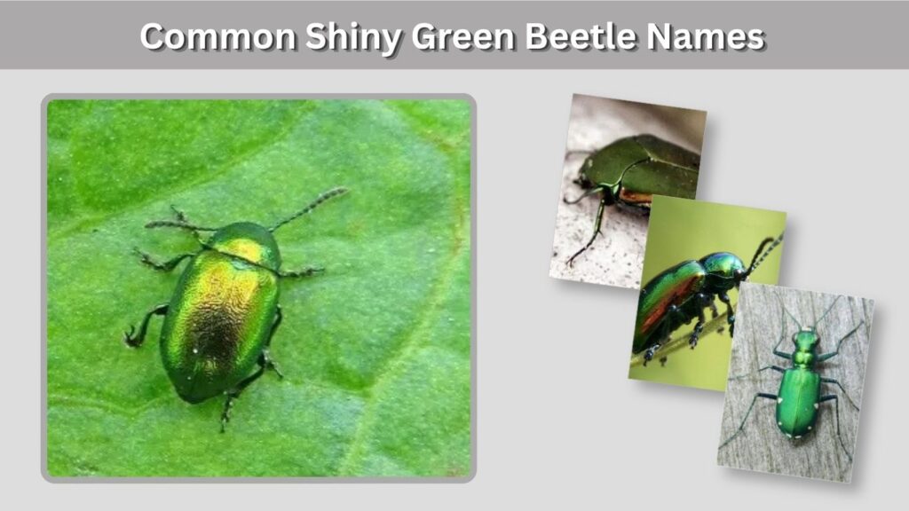 Common Shiny Green Beetle Names