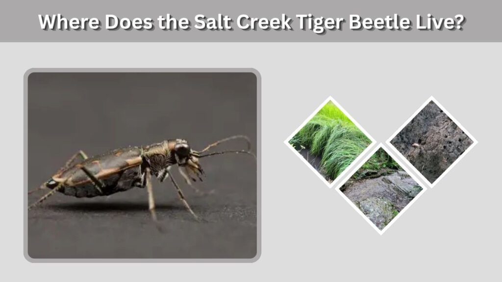 Where Does the Salt Creek Tiger Beetle Live?