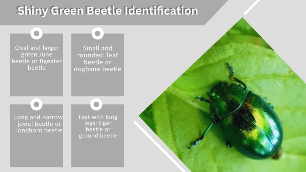 Shiny Green Beetle Identification