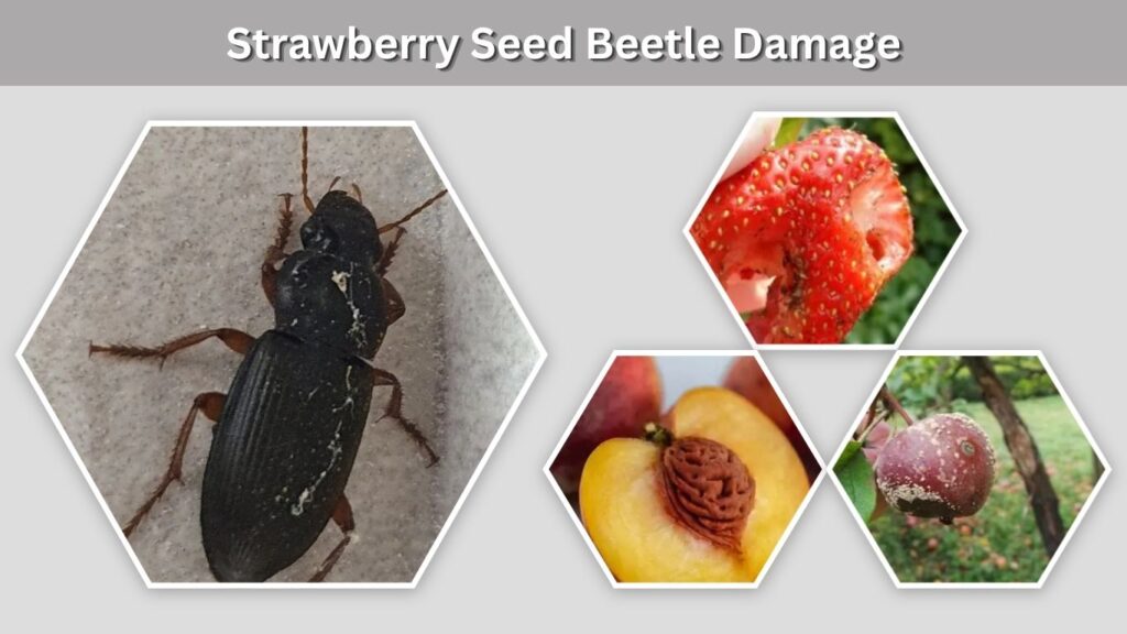 Strawberry Seed Beetle Damage