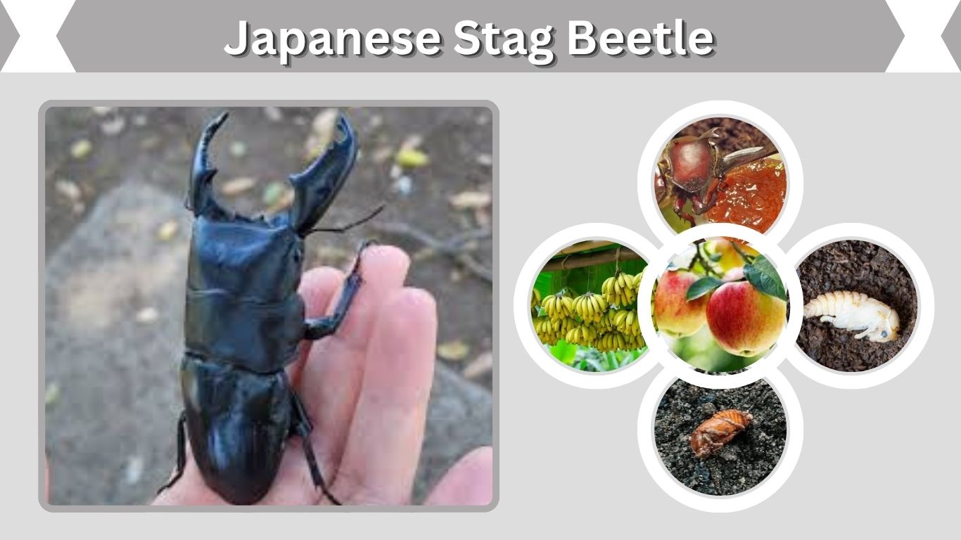 Japanese Stag Beetle: Life Cycle, Diet, Lifespan & FactsJapanese Stag Beetle: Life Cycle, Diet, Lifespan & Facts