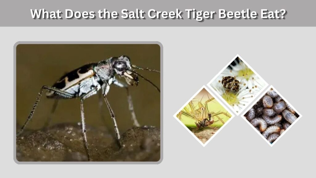 What Does the Salt Creek Tiger Beetle Eat?