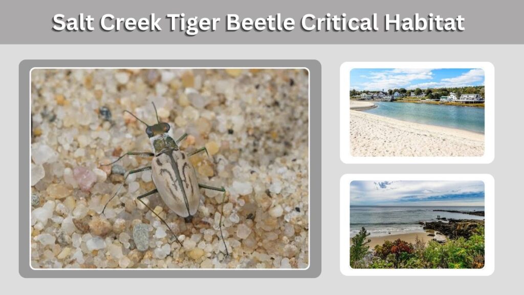 Salt Creek Tiger Beetle Critical Habitat