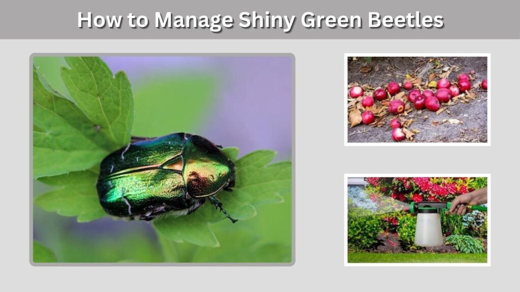How to Manage Shiny Green Beetles