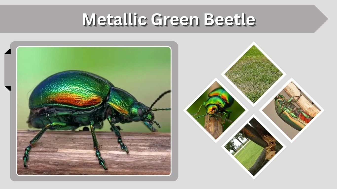 Metallic Green Beetle Identification: Types, Safety and Meaning