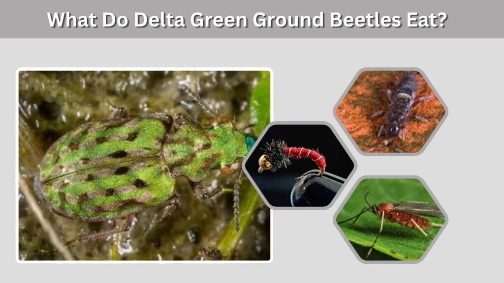 What Do Delta Green Ground Beetles Eat?